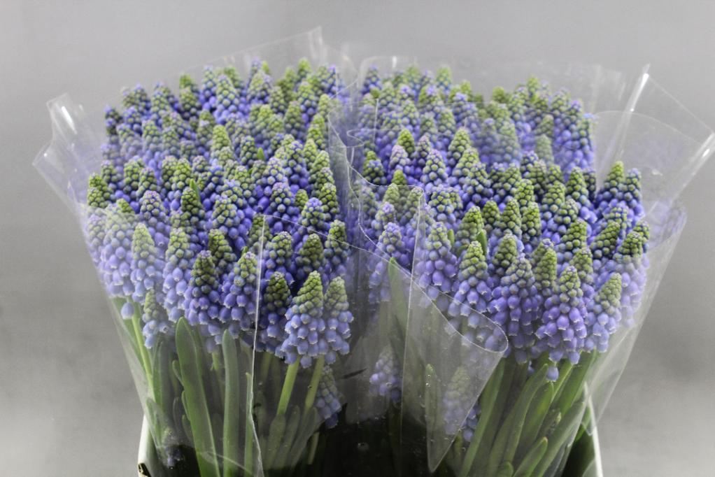 Muscari Hyacinth
