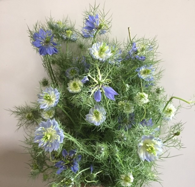 Nigella