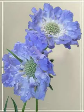 Scabiosa Flower Flat