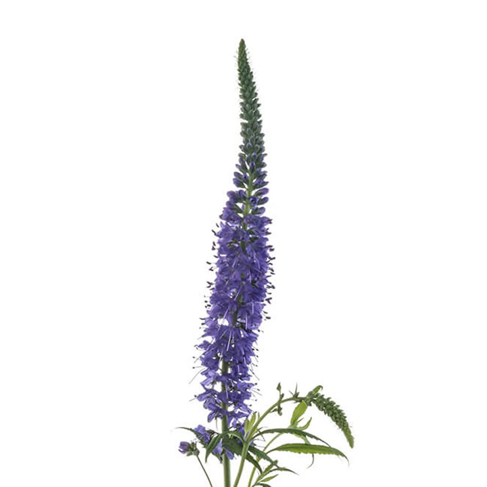 Veronica