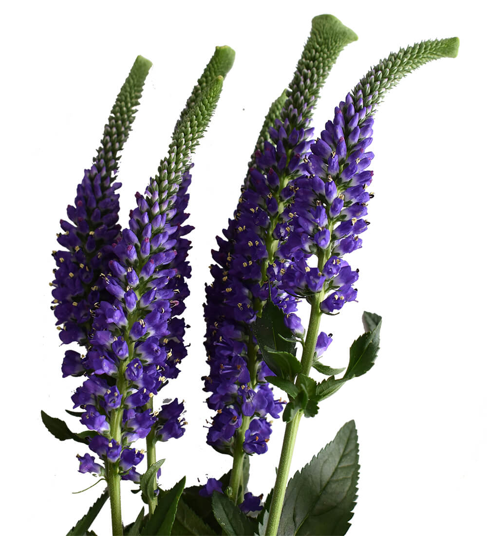 Spray Veronica