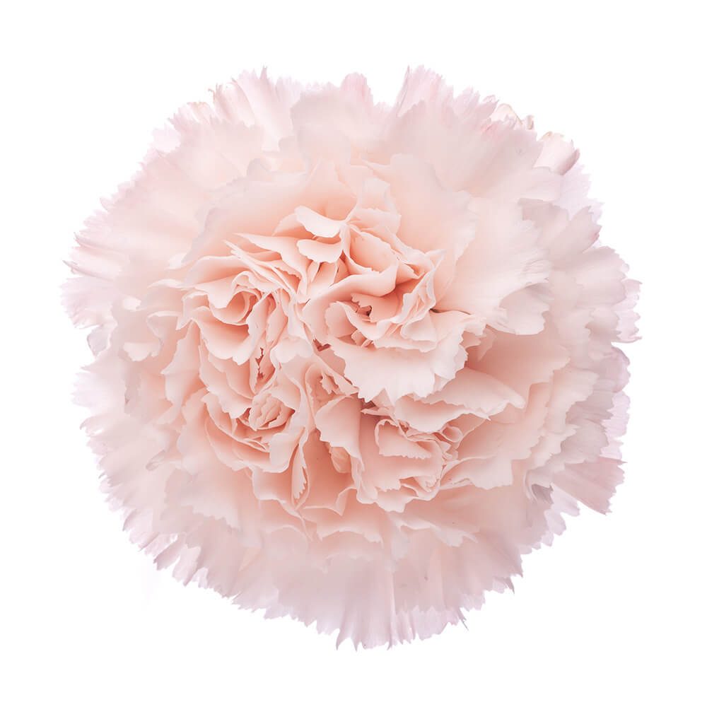 Blush Carnation