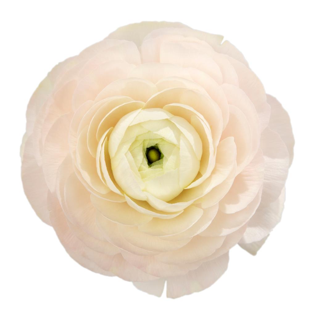 Hanoi Ranunculus