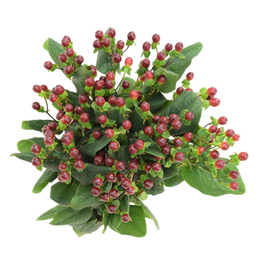 Brown Hypericum