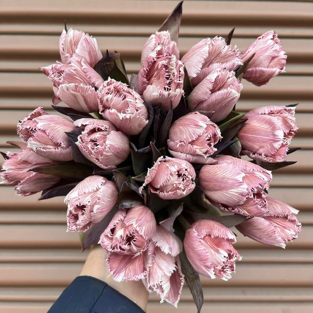 Brownie Painted Frill Tulip