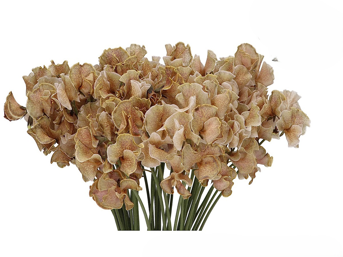 Tinted Sweet Peas