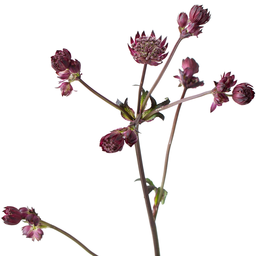 Astrantia