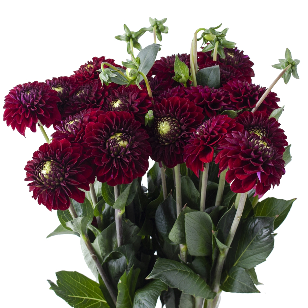 Ball Dahlia