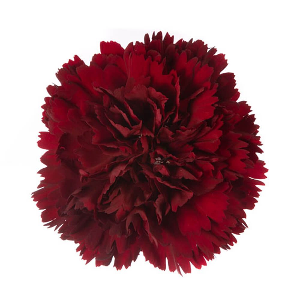 Burgundy Carnation