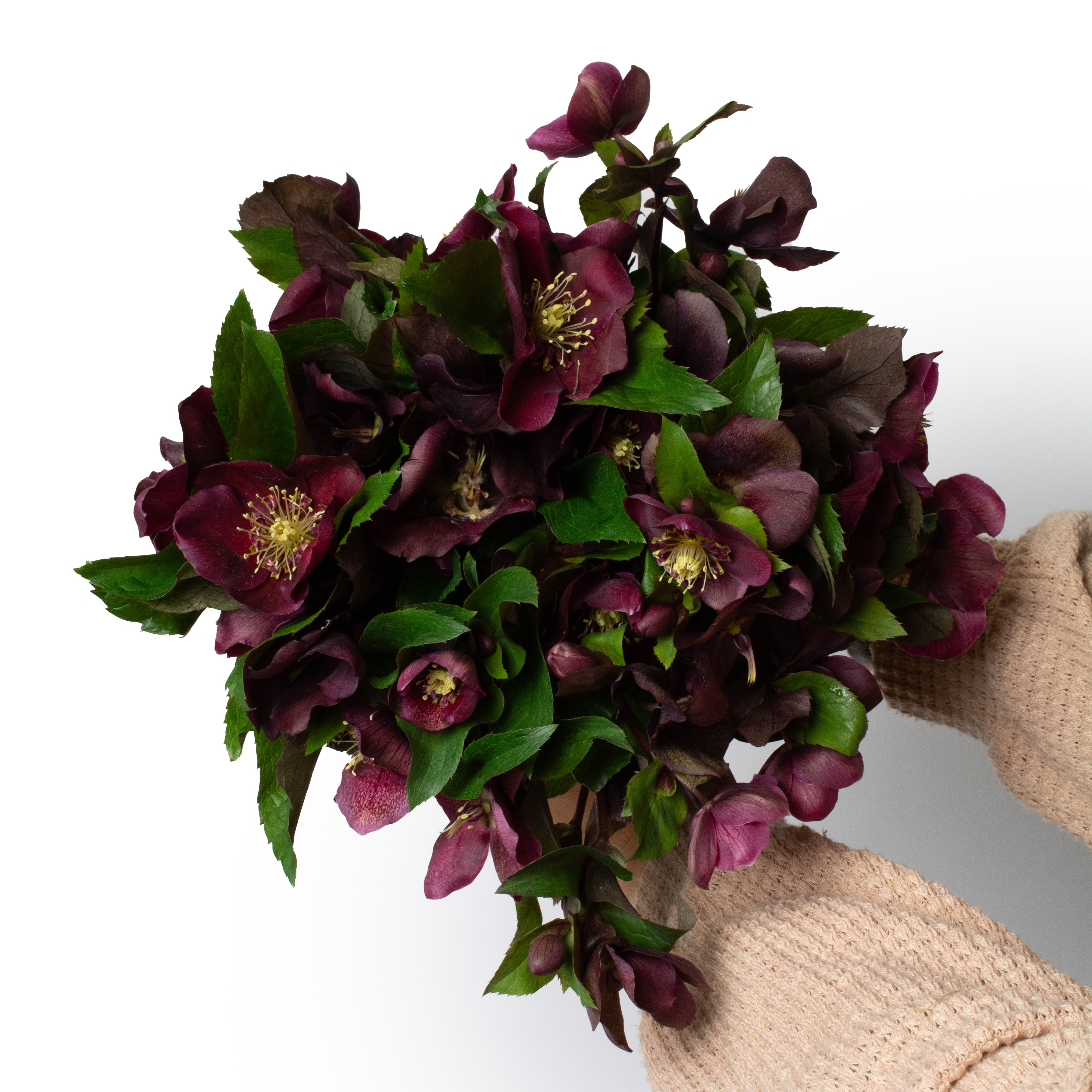 Burgundy Hellebore