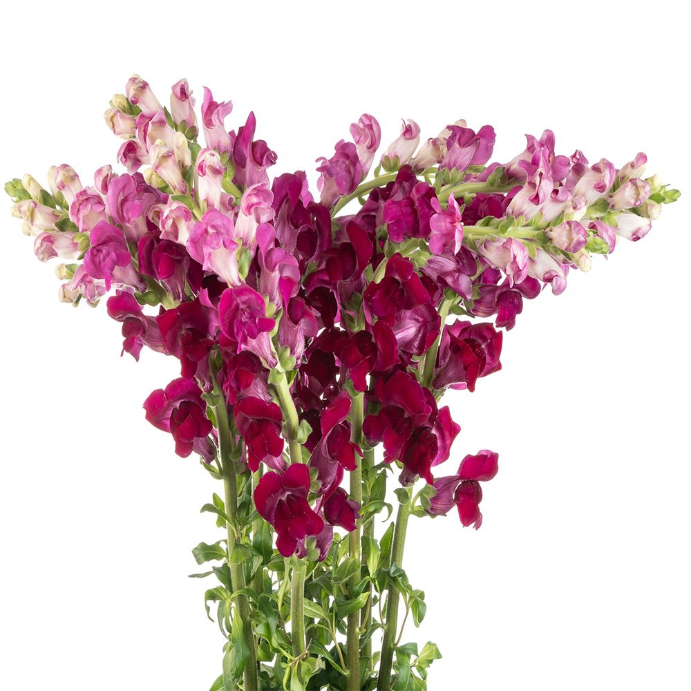 Snapdragon