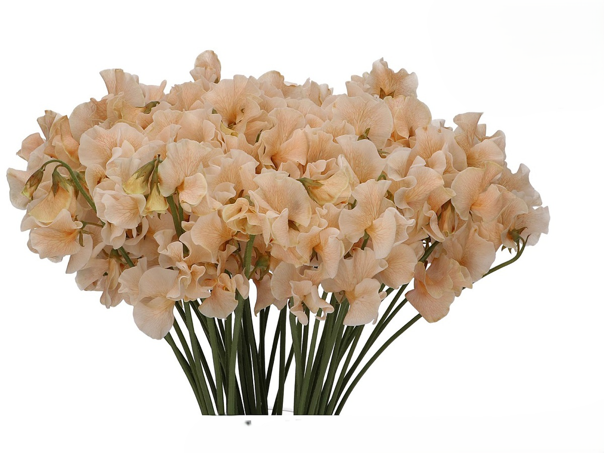Caramel Sweet Pea