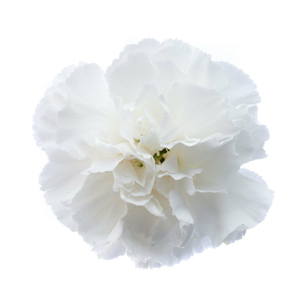 Carnations