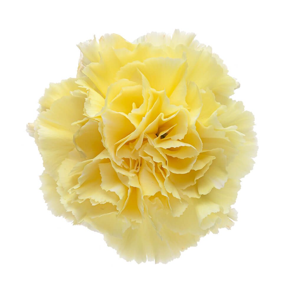 Carnation Yellow