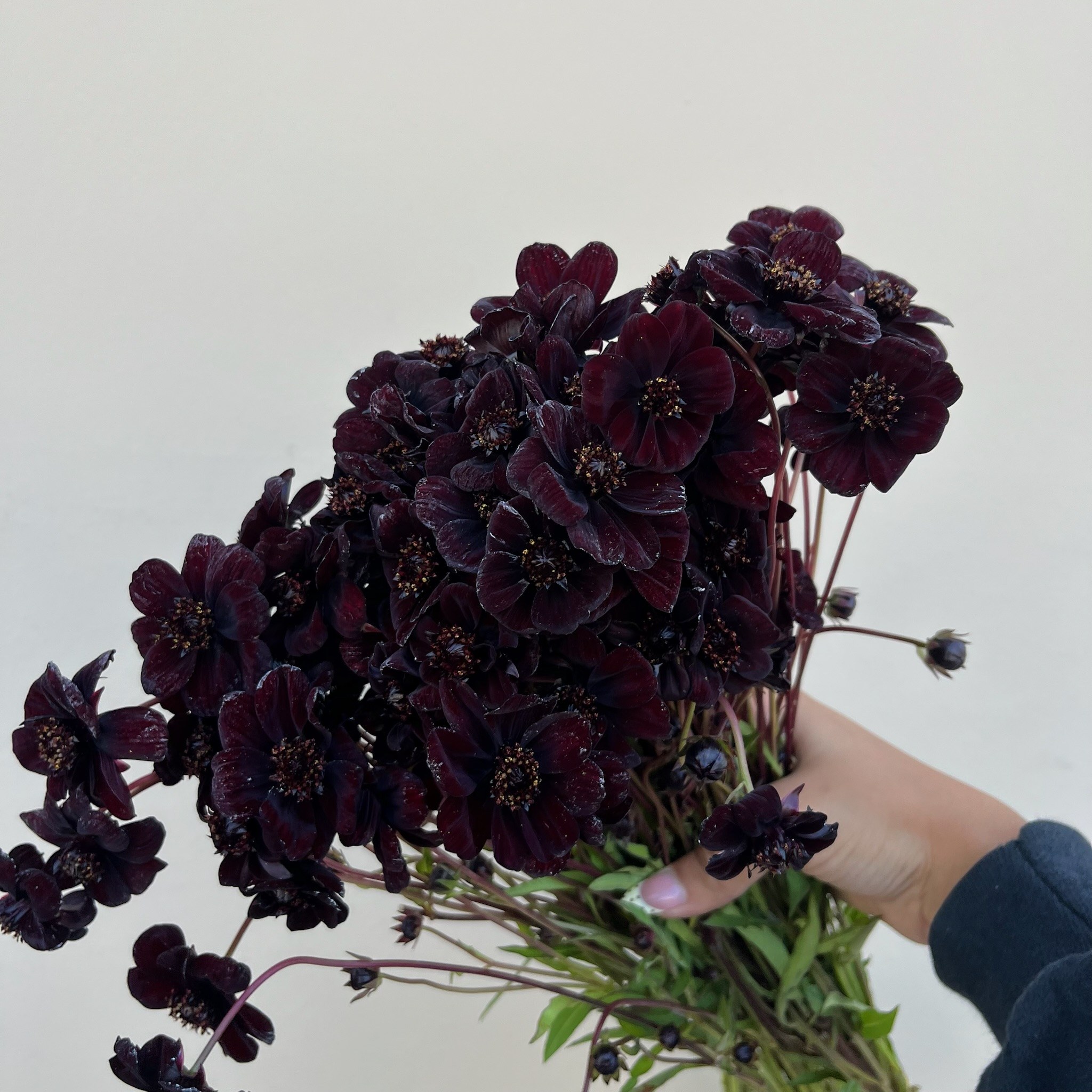 Chocolate Cosmos