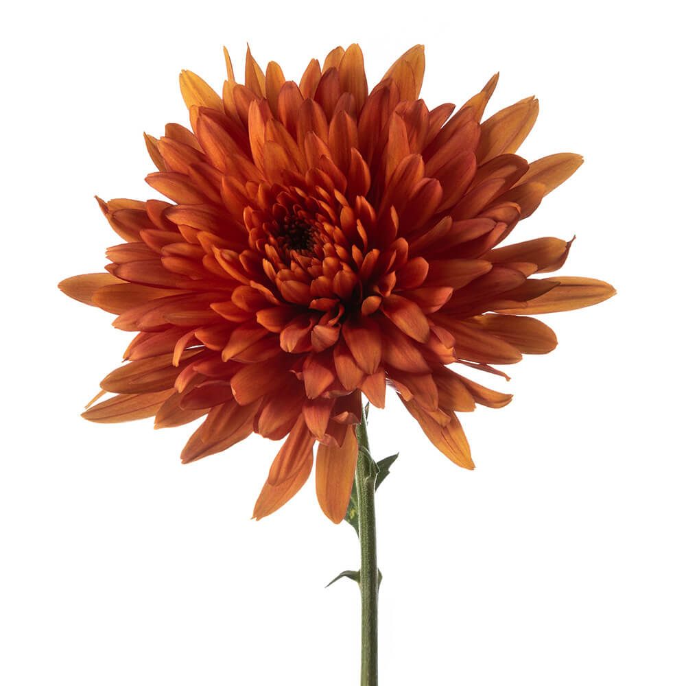 Copper Cremon
