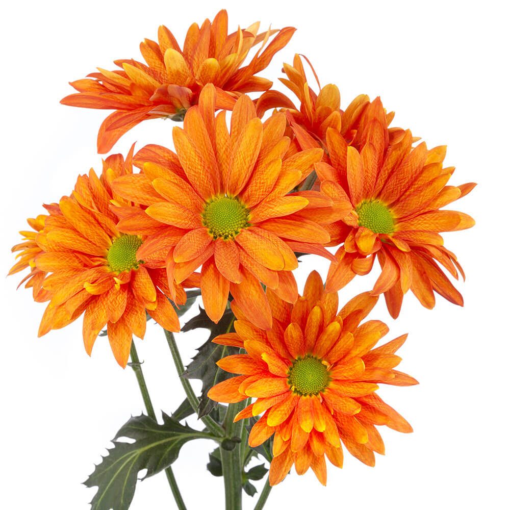 Copper Pom Daisy