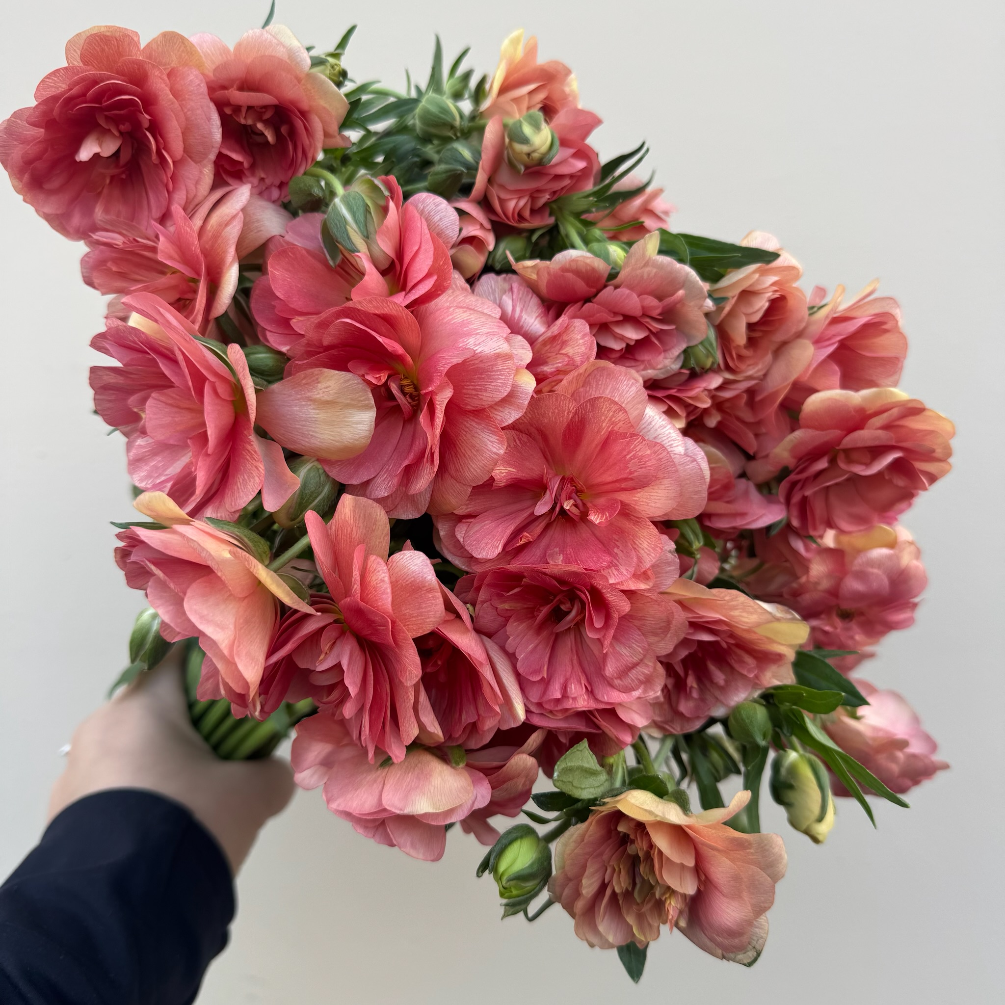 Butterfly Ranunculus