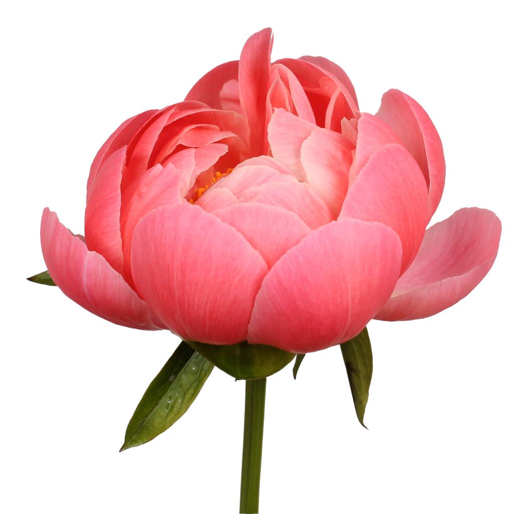 Peonies