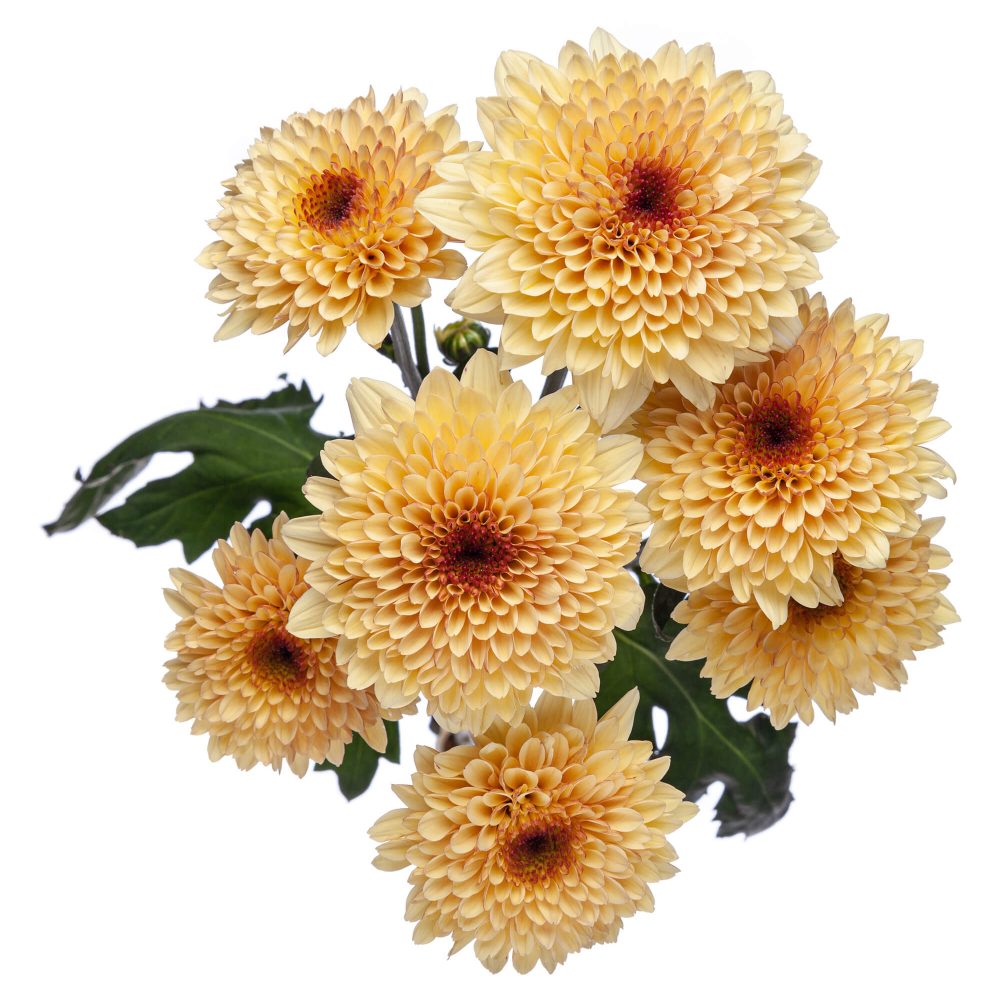 Pom Cushion