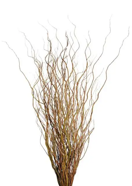 Curly Willow Medium