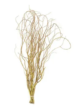 Branches