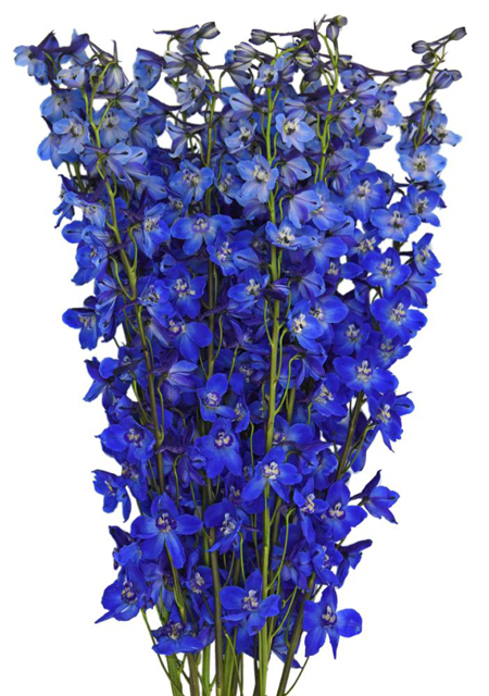 Regular Delphinium