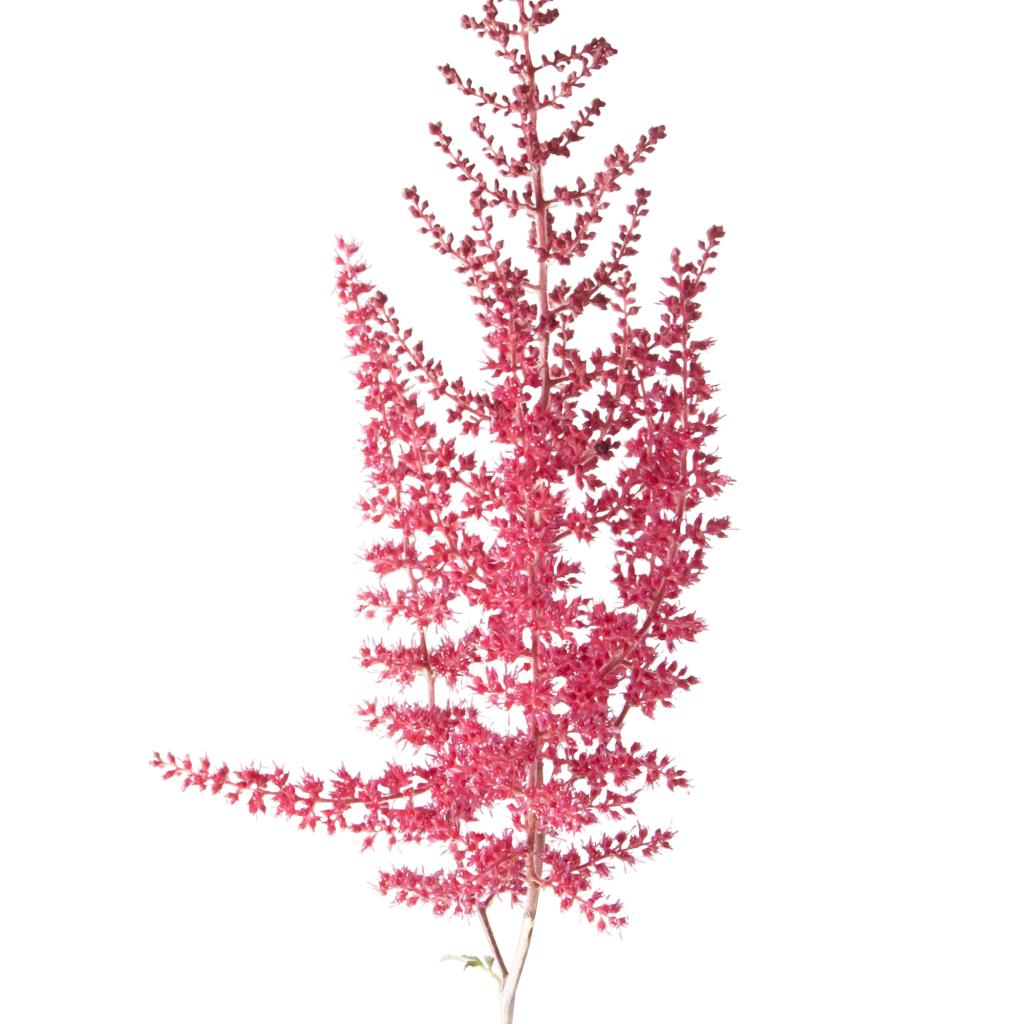 Astilbe