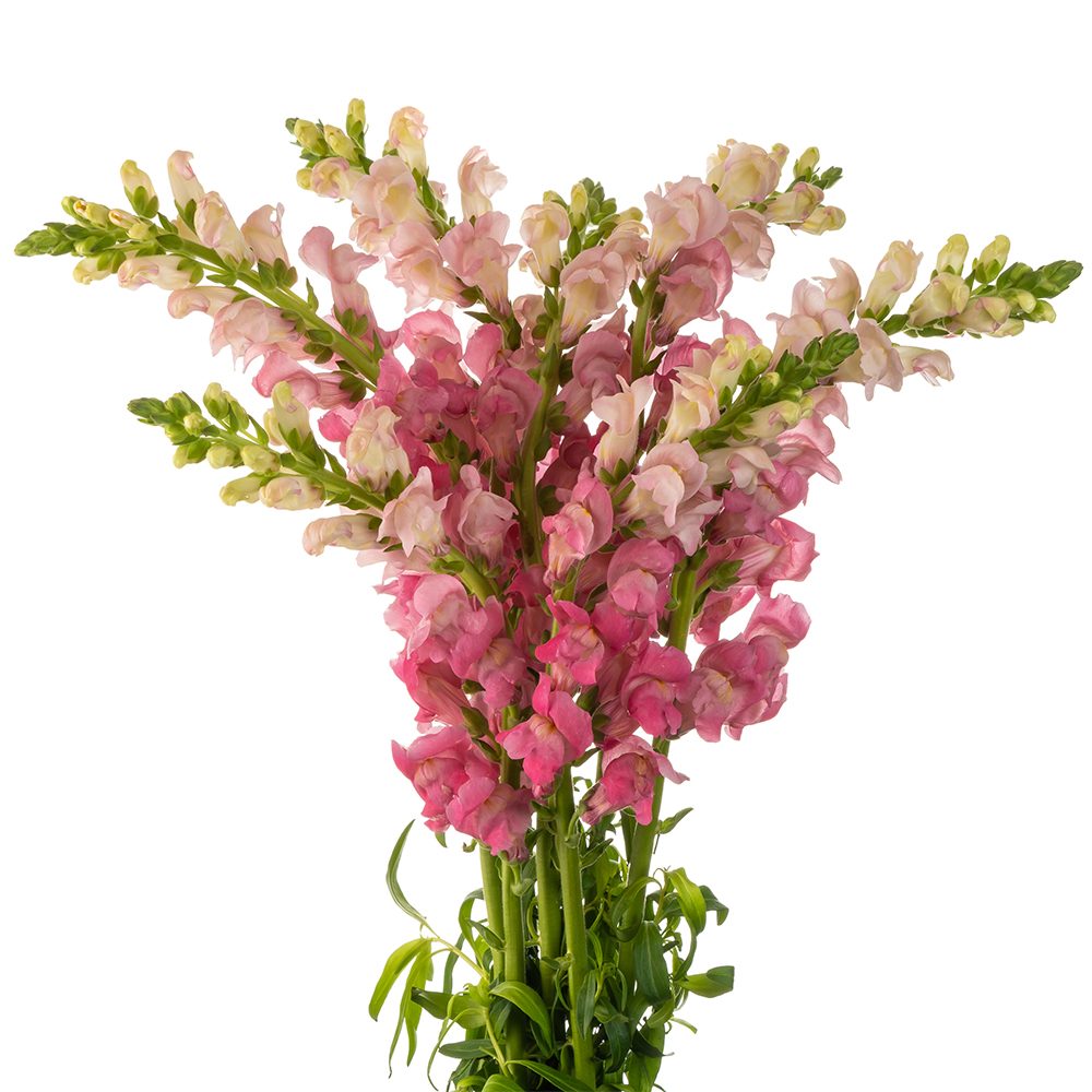 Dark Pink Snapdragon