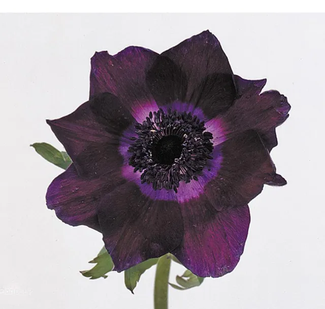 Anemone