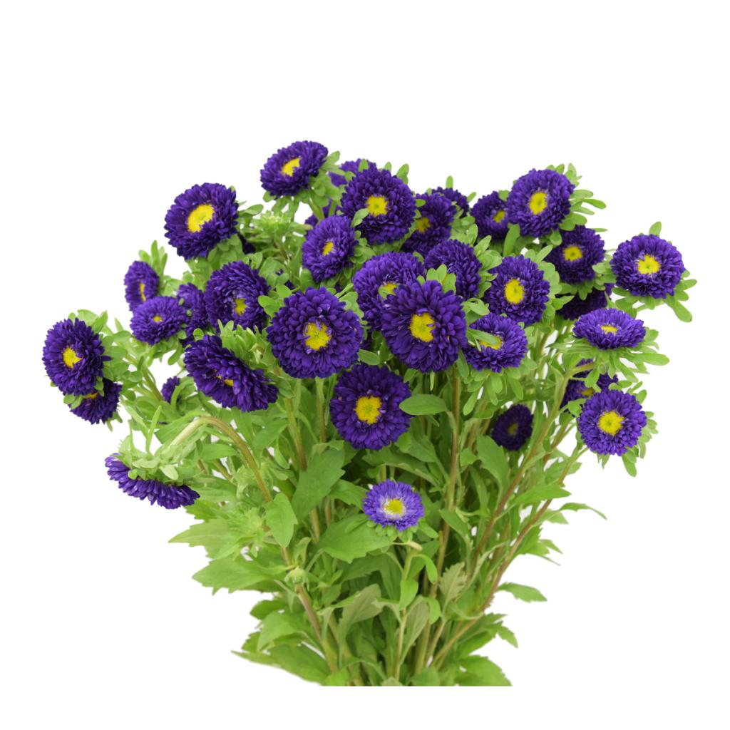 Aster Matsumoto