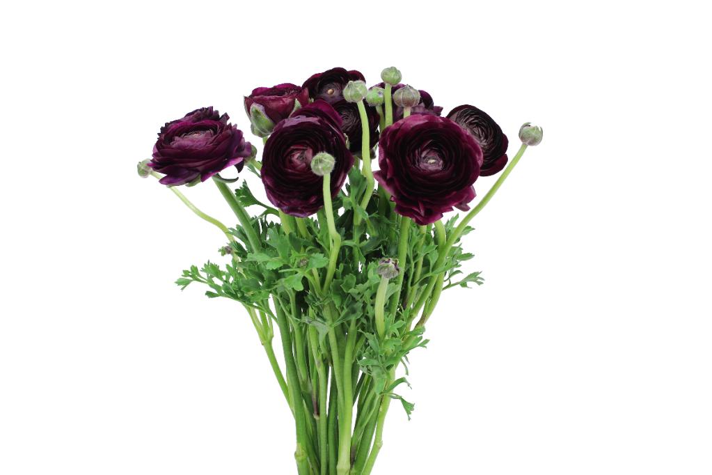 Ranunculus