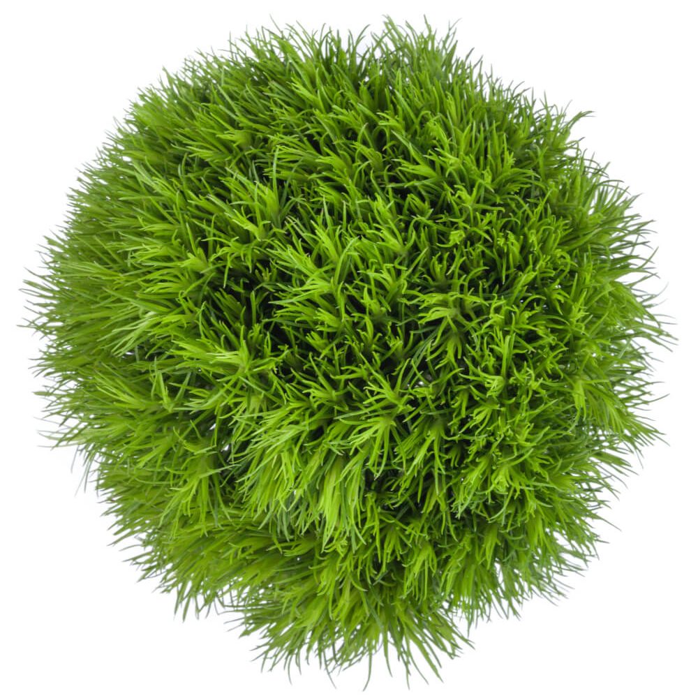 Dianthus