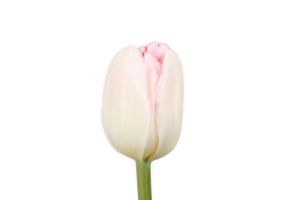 Double Petal Blush Tulip