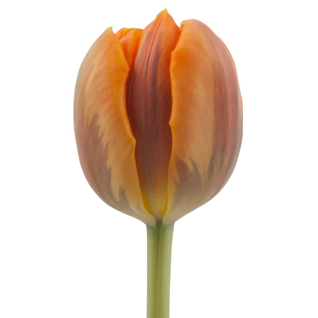 Double Petal Orange Tulip
