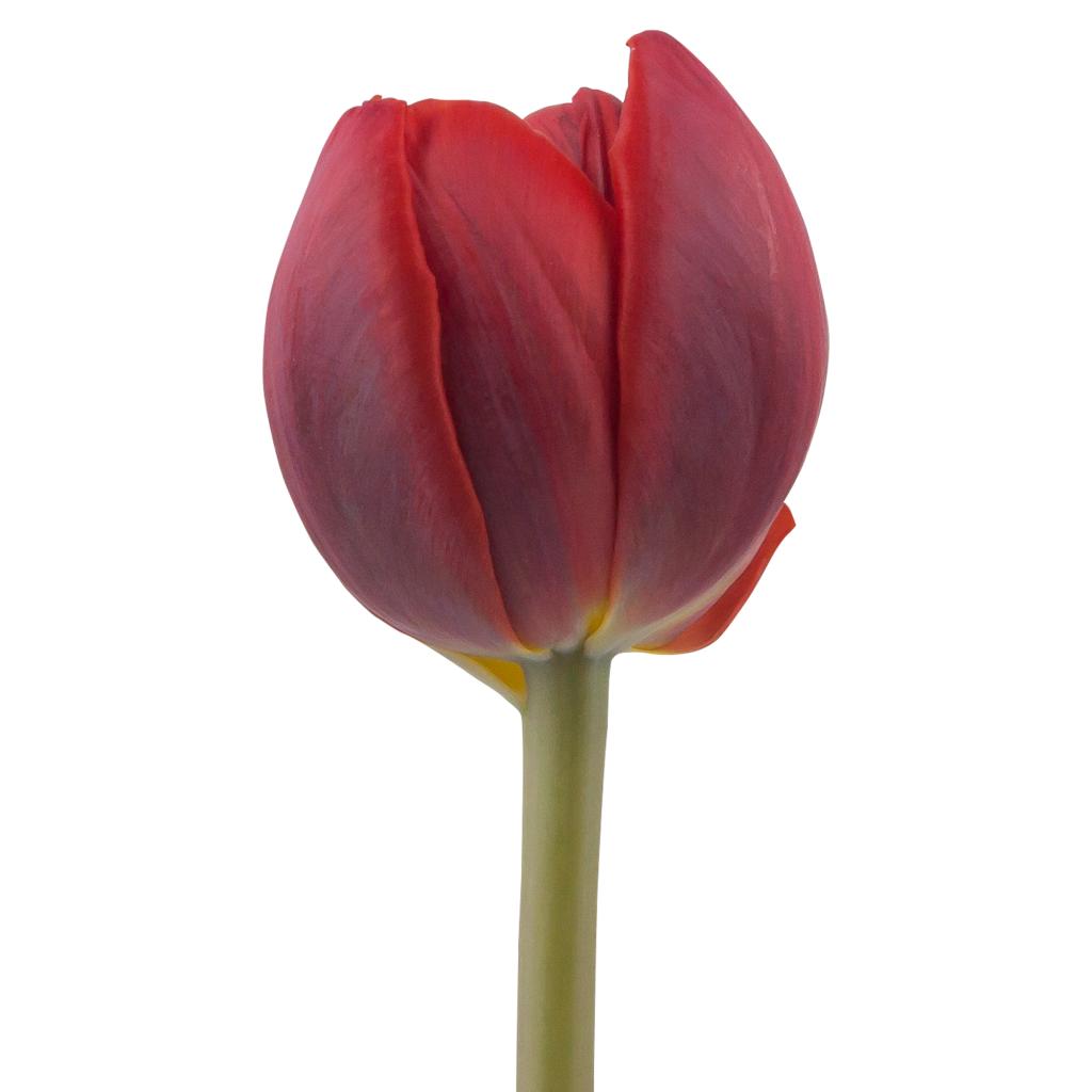 Double Petal Red Tulips