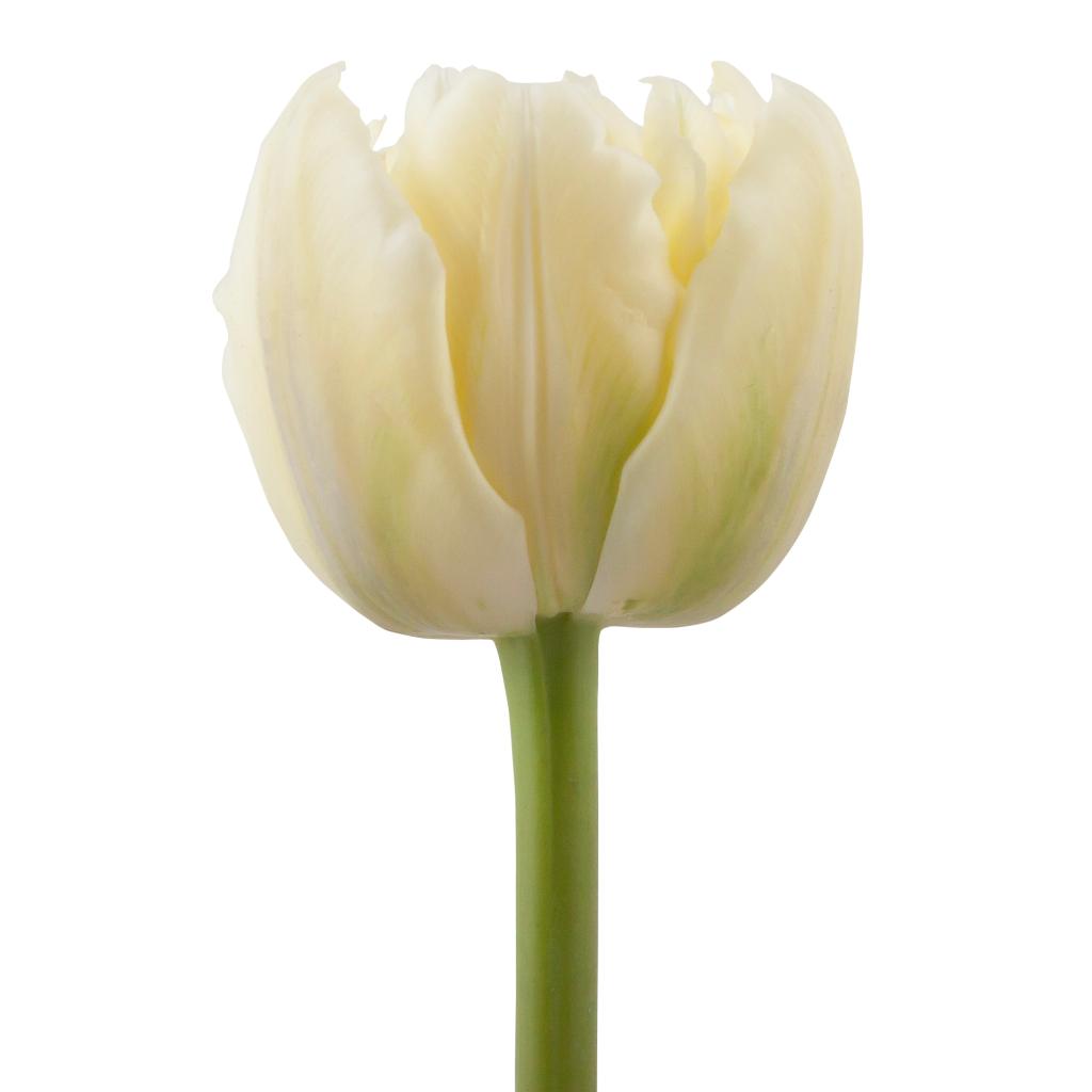 Double Petal White Tulips