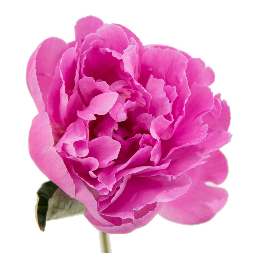 Dr Fleming Peony