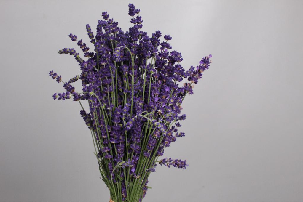 Dried Lavender