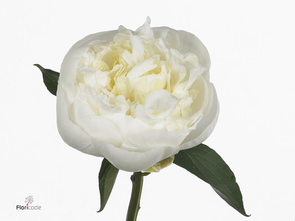 Duchesse de Nemours Peony
