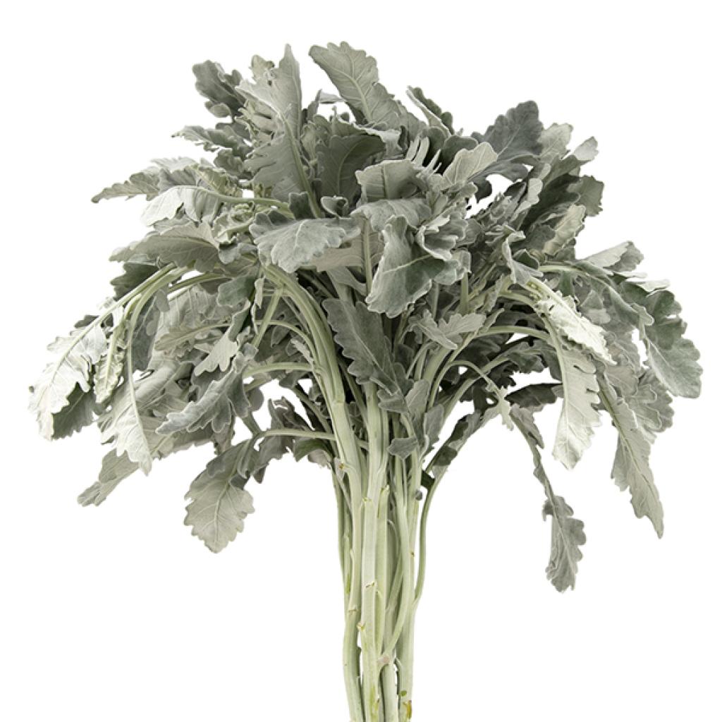 Dusty Miller