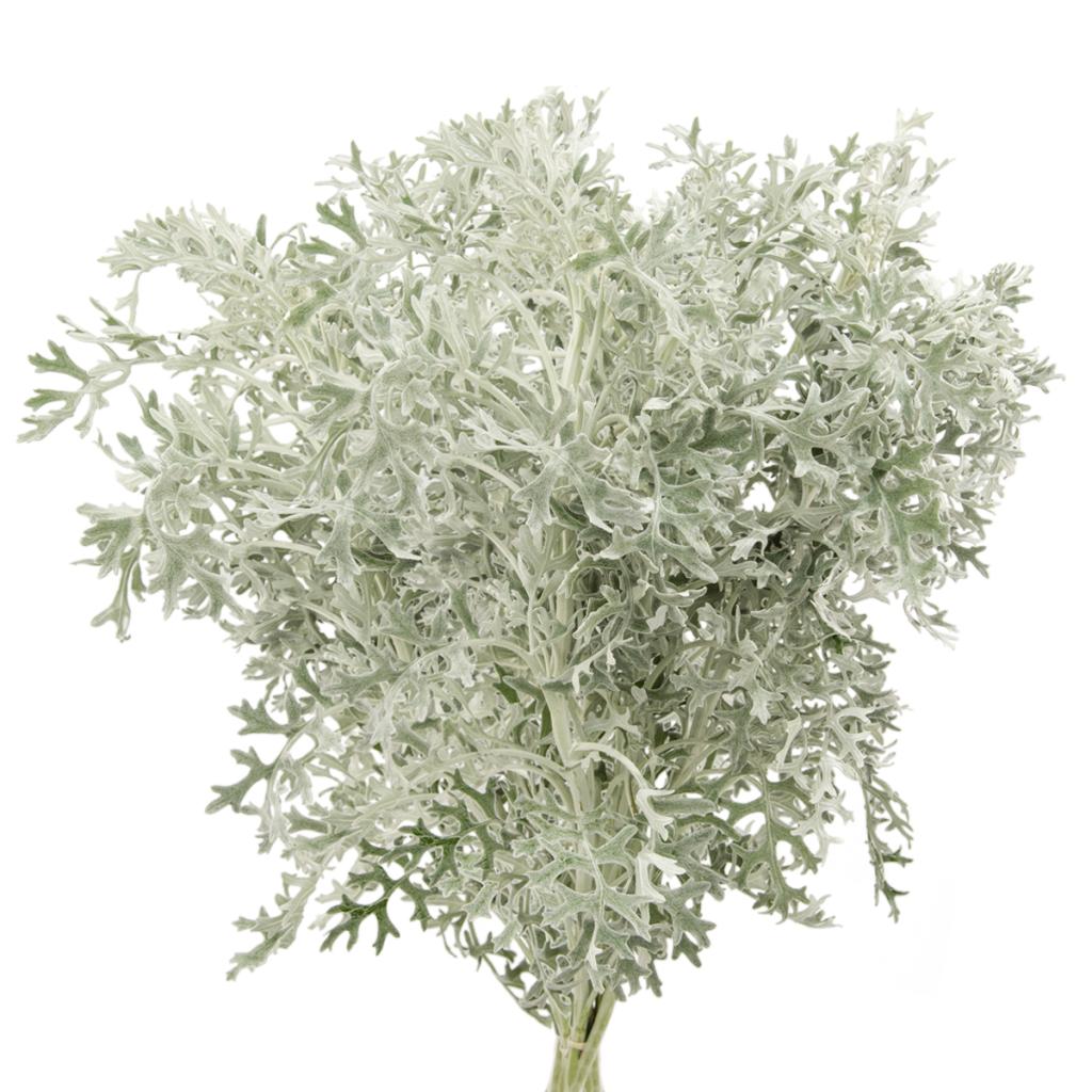 Dusty Miller Lacy
