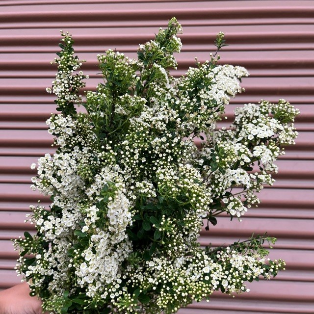 Spirea 2026