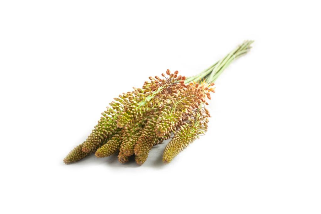 Eremurus