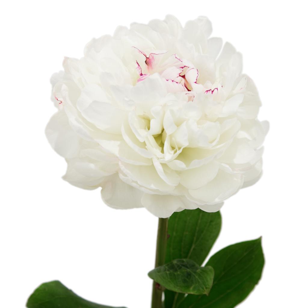 Festiva Maxima Peony