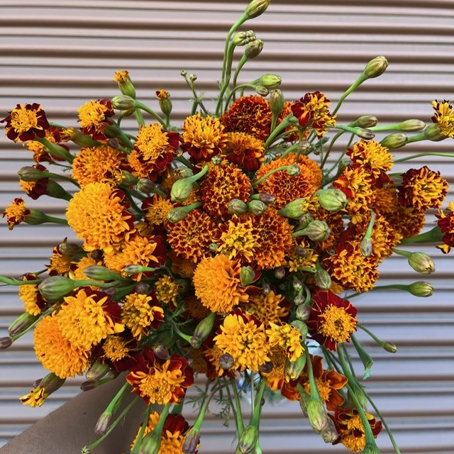 Marigold