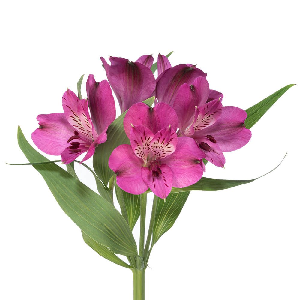 Fuschia Alstromeria