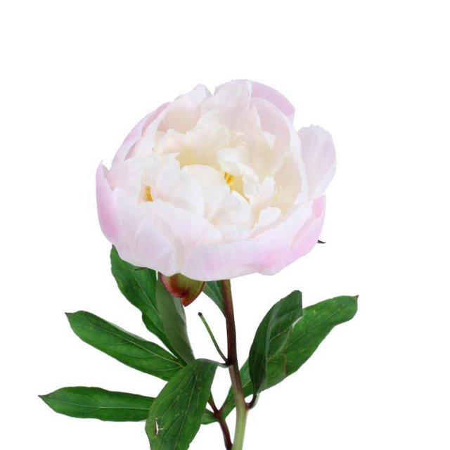 Gardenia Peony