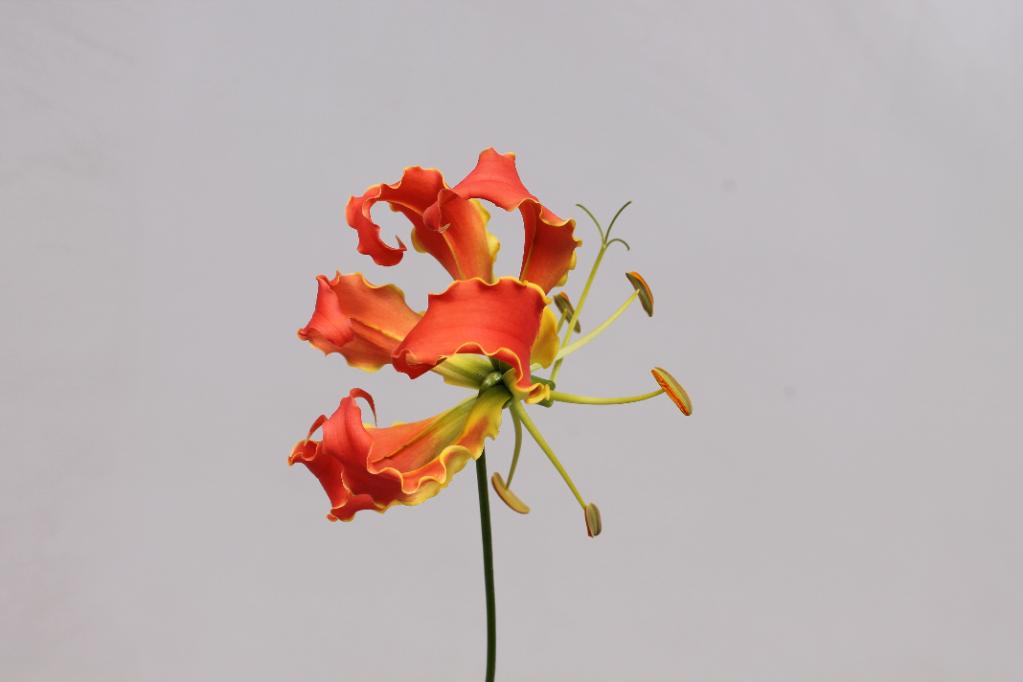 Gloriosa Lily Orange