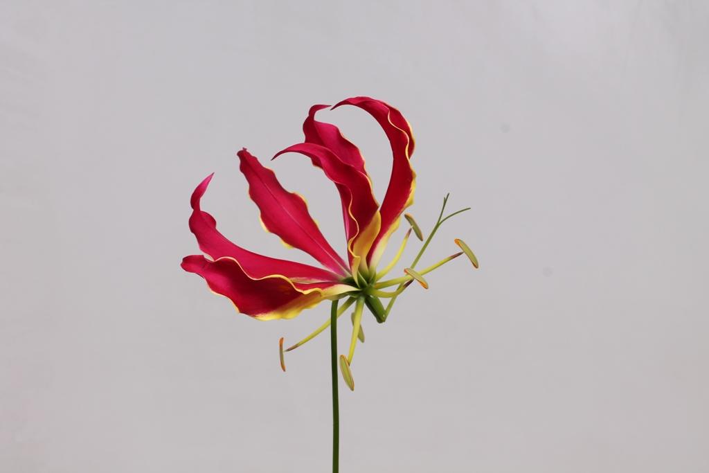 Gloriosa Lily Red